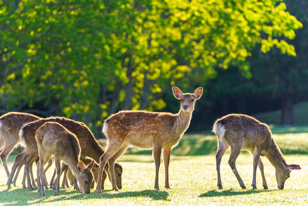 Nara