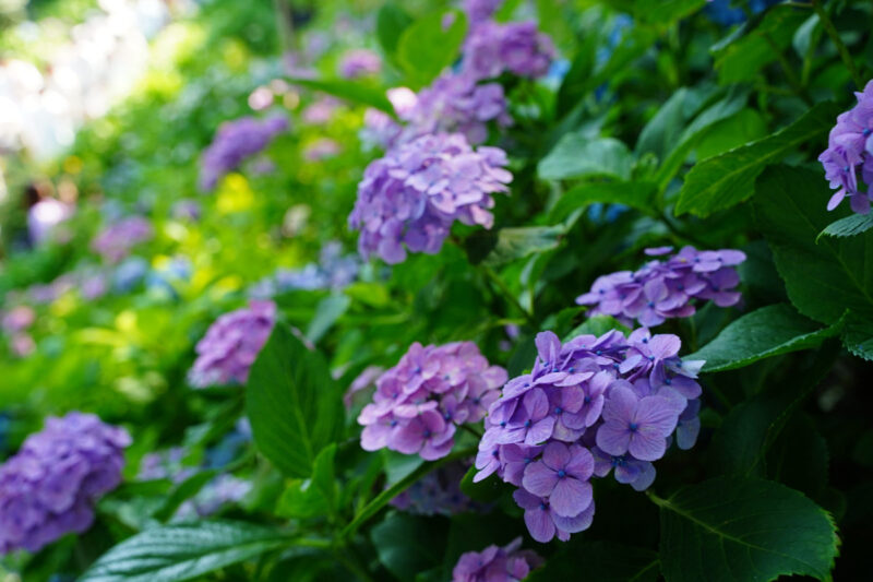 3 Best Spots To See Hydrangea In Japan Fromjapan