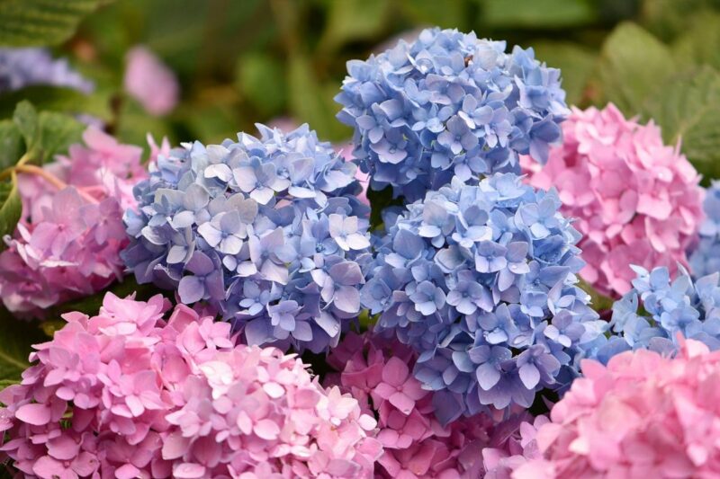 3 best spots to see hydrangea in Japan - fromJapan