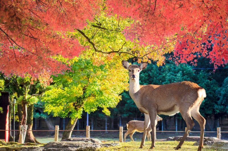 10 amazing things to do in Nara, Japan!
