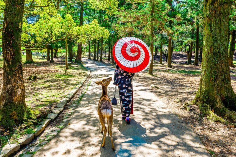 Walking with little deer at Nara-Koen Park