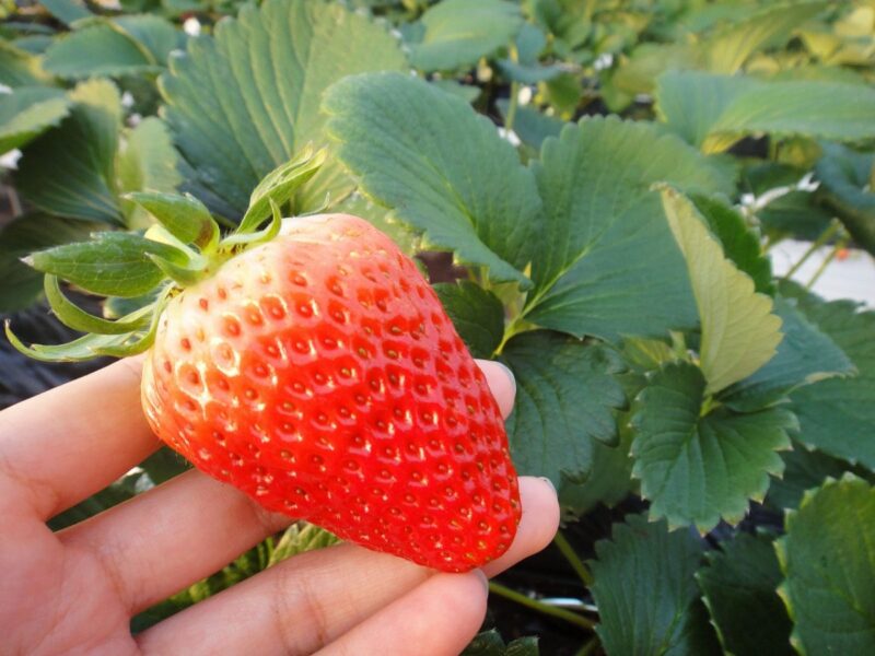 Sanukihime strawberry