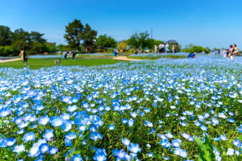 Nemophila at Uminonakamichi Seaside Park