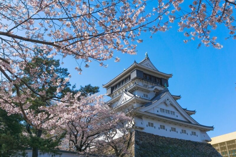 Sakura at Katsuyama Park
