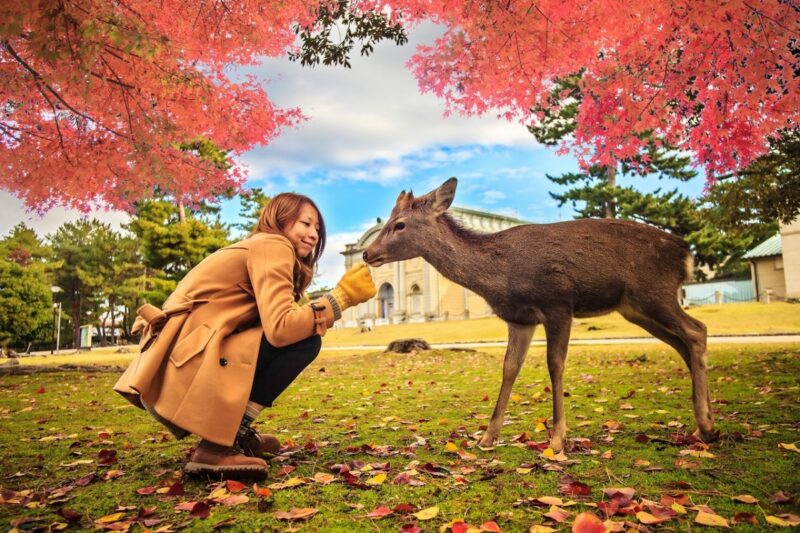 Deer at Nara-Koen Park