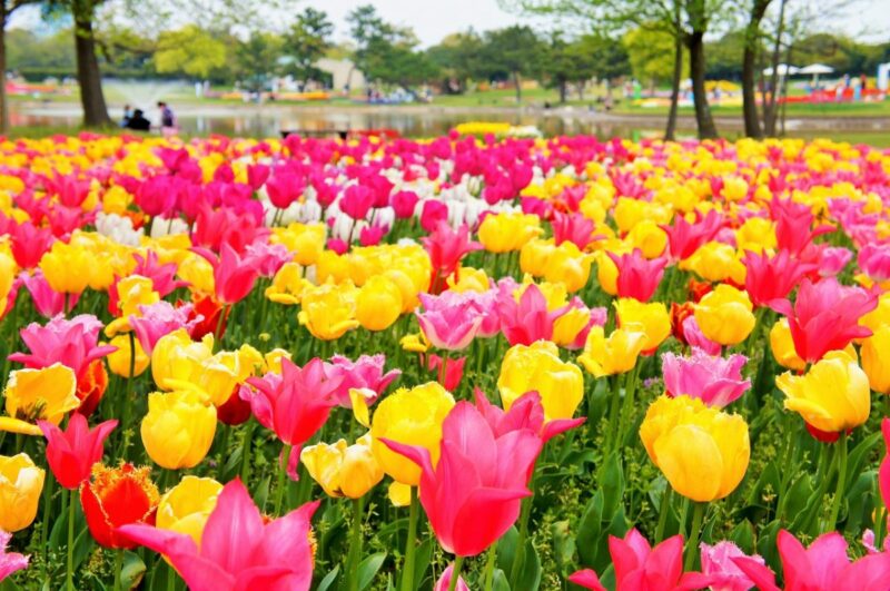 Tulip garden at Uminonakamichi Seaside Park