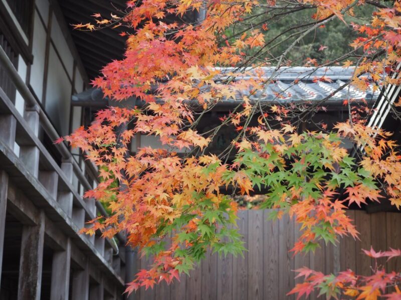 Maple tree at Komyozenji Temple