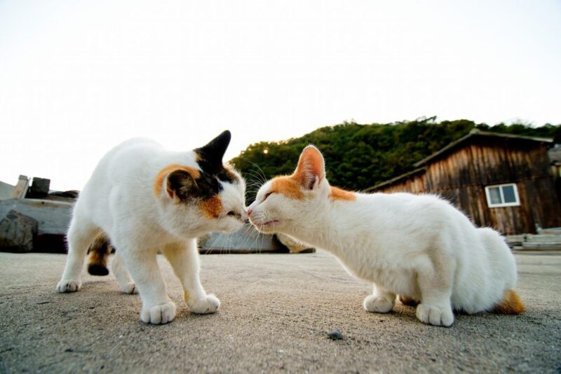 Aoshima and cute cat