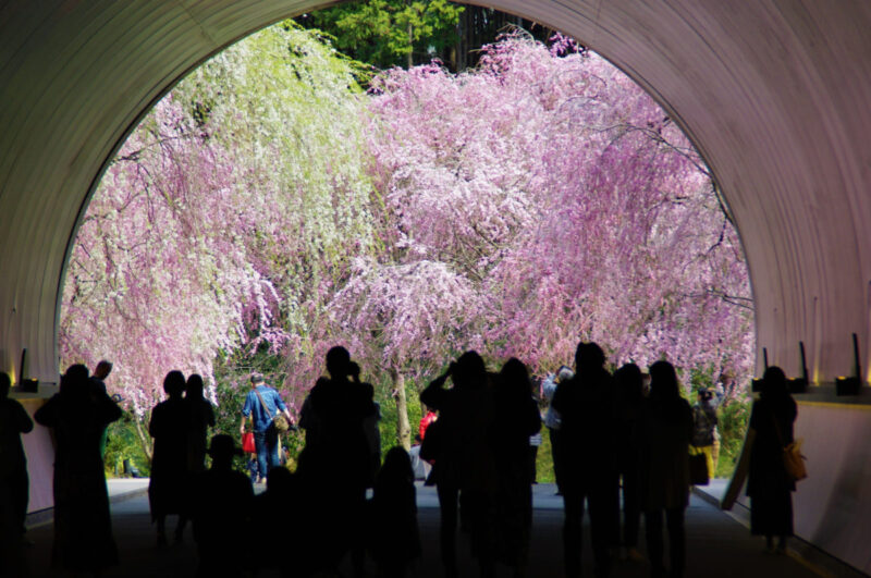 shiga prefecture tourism