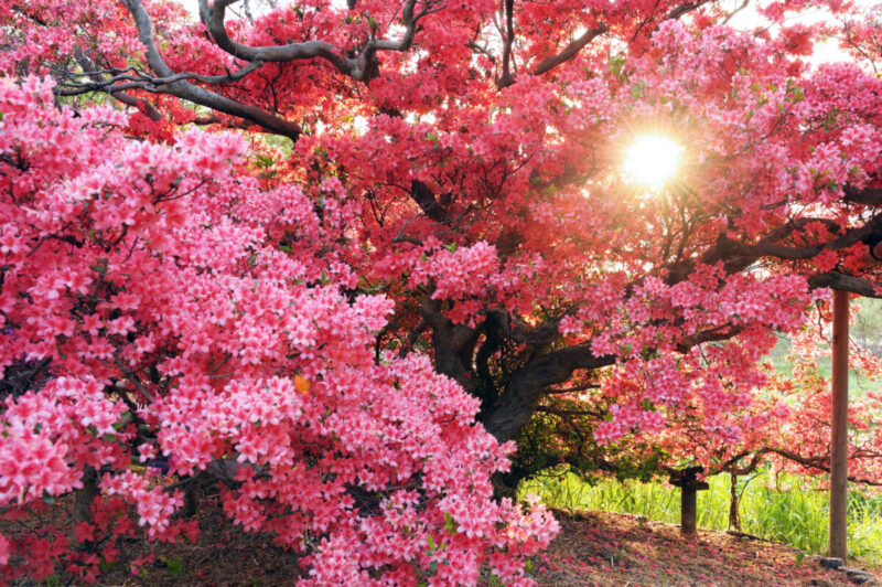 Become enchanted by vibrant reds and pinks at Tsutsujigaoka Park - fromJapan