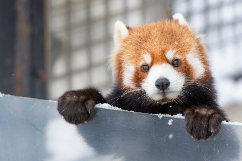 旭山動物園 小熊貓