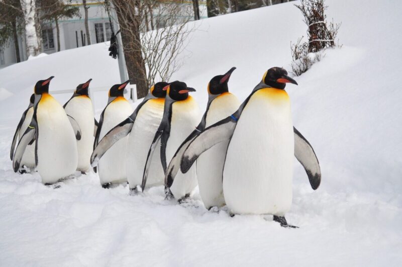 旭山動物園 企鵝遊行