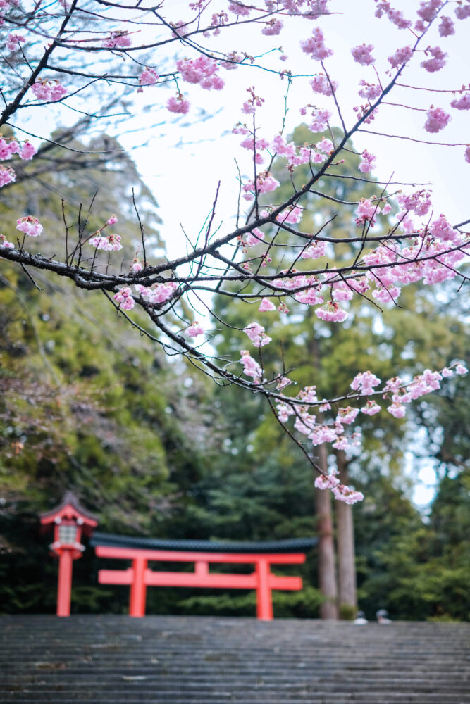 Sakura at Kirishima Shrine