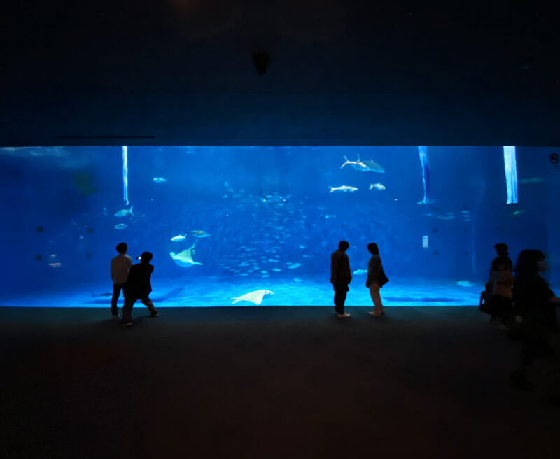 Kagoshima City Aquarium Kuroshio Tank 02