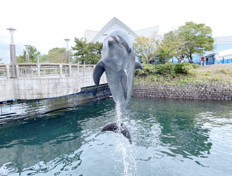 Open-air Dolphin Waterway Kagoshima City Aquarium