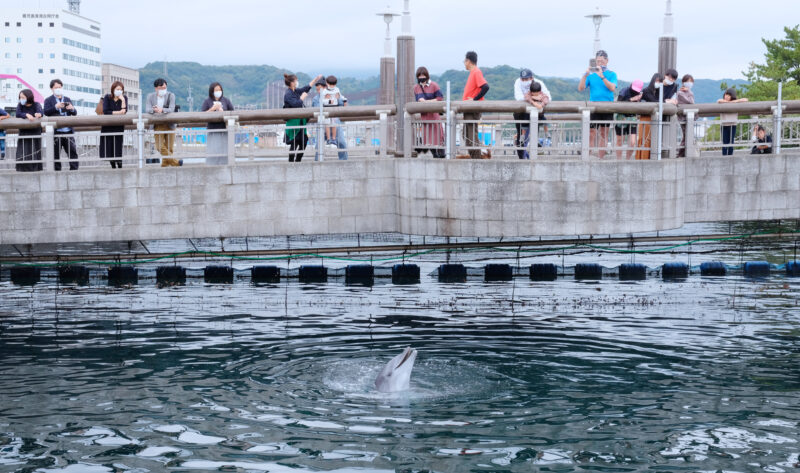 Open-air Dolphin Waterway IO World