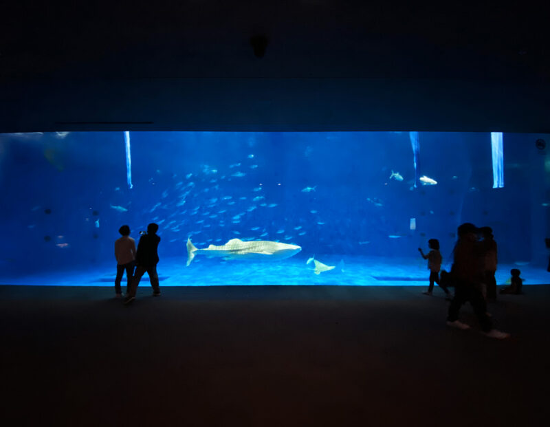 Kagoshima City Aquarium Kuroshio Tank 01