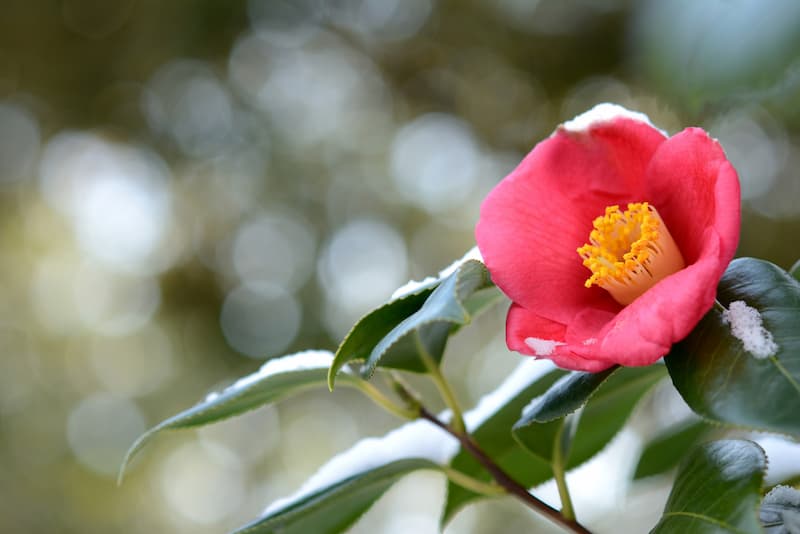 pictures of winter flowers