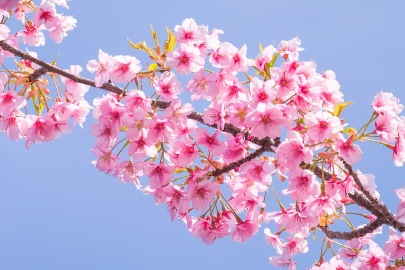 Five Winter Flowers Worth Traveling Japan For FromJapan