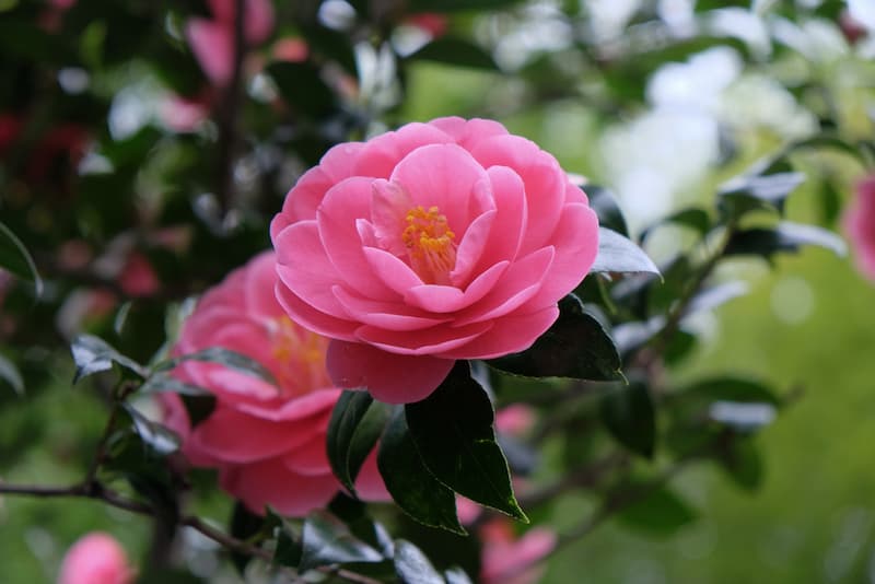 Five winter flowers worth traveling Japan for - fromJapan