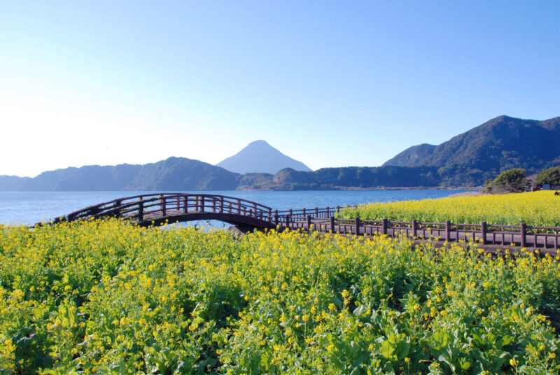 ทะเลสาบอิเคดะ Lake Ikeda คาโกชิม่า