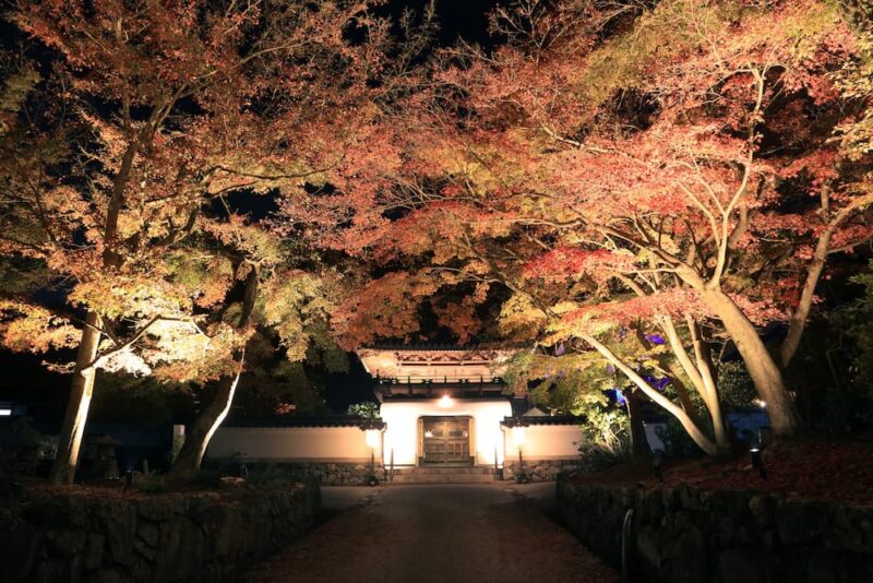 前往去京都吧 來一同迎接 光 的秋季賞楓祭 Fromjapan