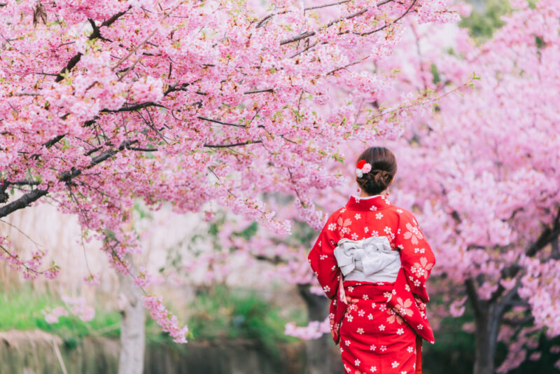 Everything You Need to Know to Enjoy the Cherry Blossom Season in Japan 