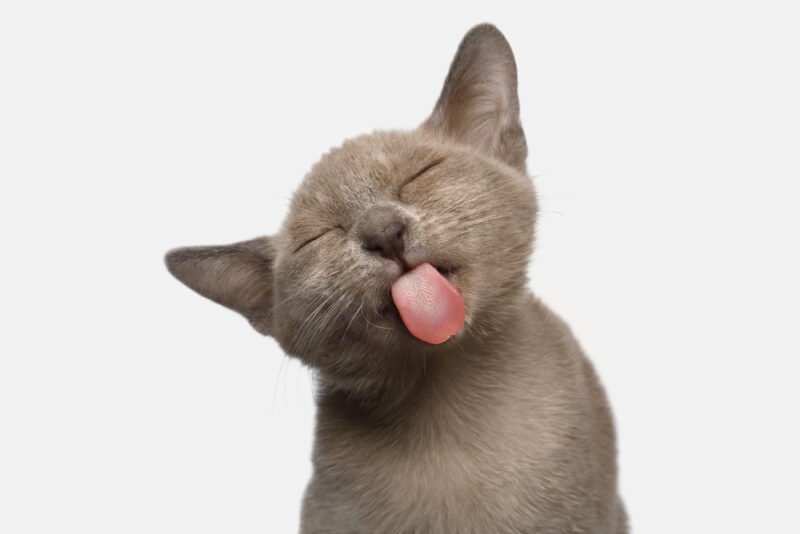 Nekojita (猫舌)