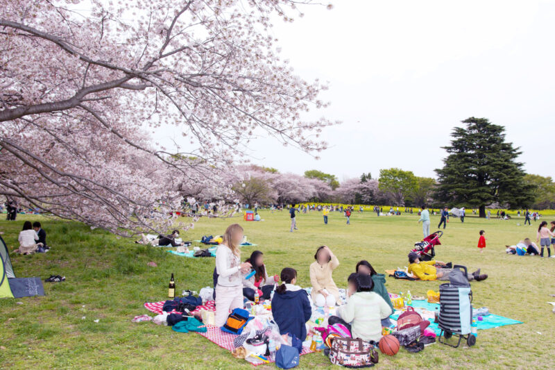 Showa Kinen Park สวนโชวะคิเนน ซากุระ จังหวัดโตเกียว