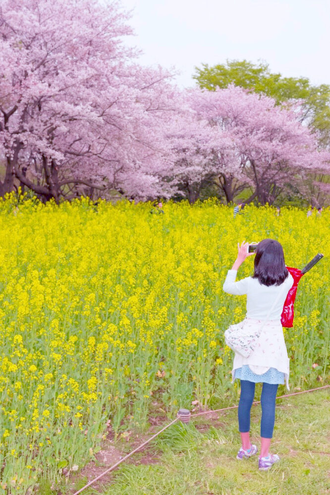 Showa Kinen Park สวนโชวะคิเนน ซากุระ โตเกียว