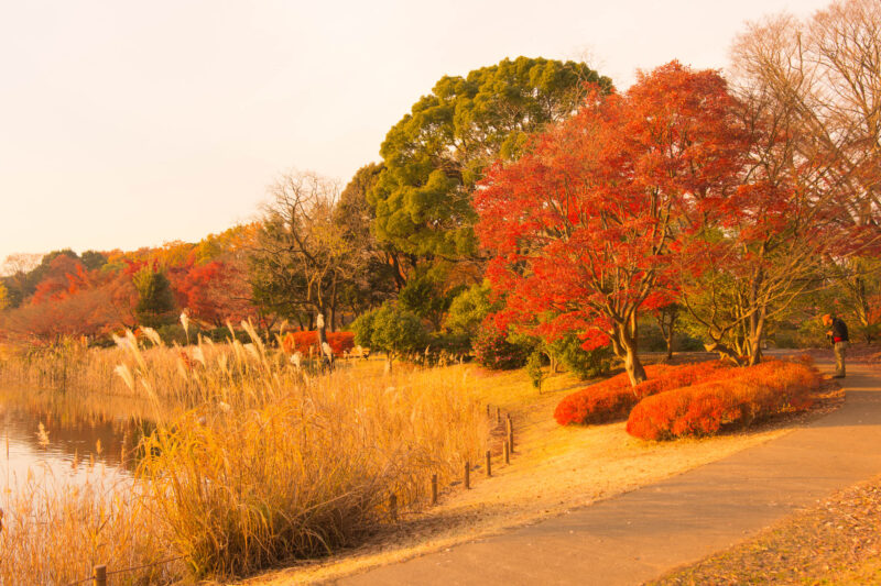 Showa Kinen Park สวนโชวะคิเนน ใบไม้เปลี่ยนสี โตเกียว