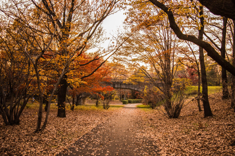Showa Kinen Park สวนโชวะคิเนน ใบไม้เปลี่ยนสี