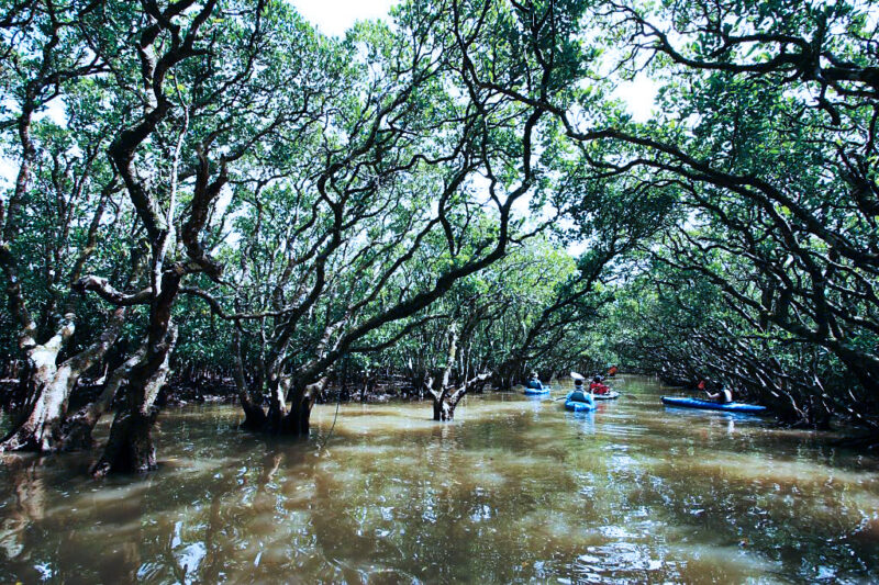 ป่าชายเลนอามามิ Amami Mangrove Forest เกาะอามามิ คาโกชิม่า