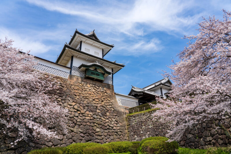 Kanazawa Cherry Blossoms: Best Spots for Sakura Viewing