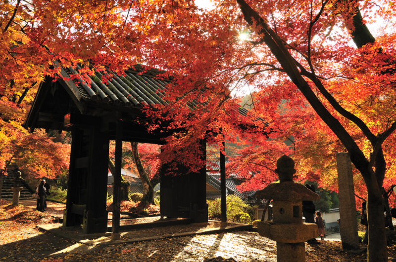 Best fall foliage spots in Fukuoka fromJapan