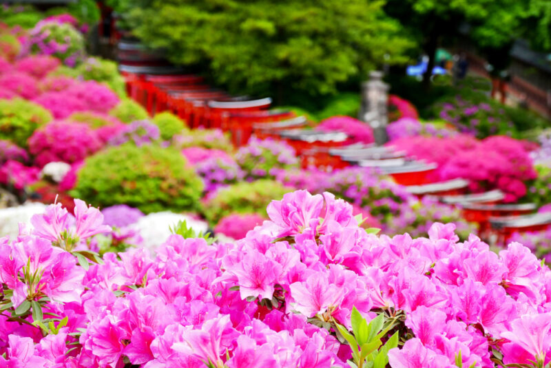 Best destinations in Japan for azaleas