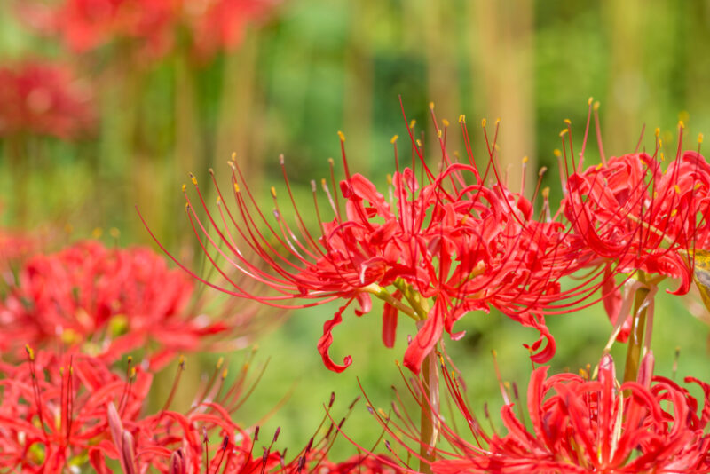 Best Spider Lily Spots in Japan - fromJapan