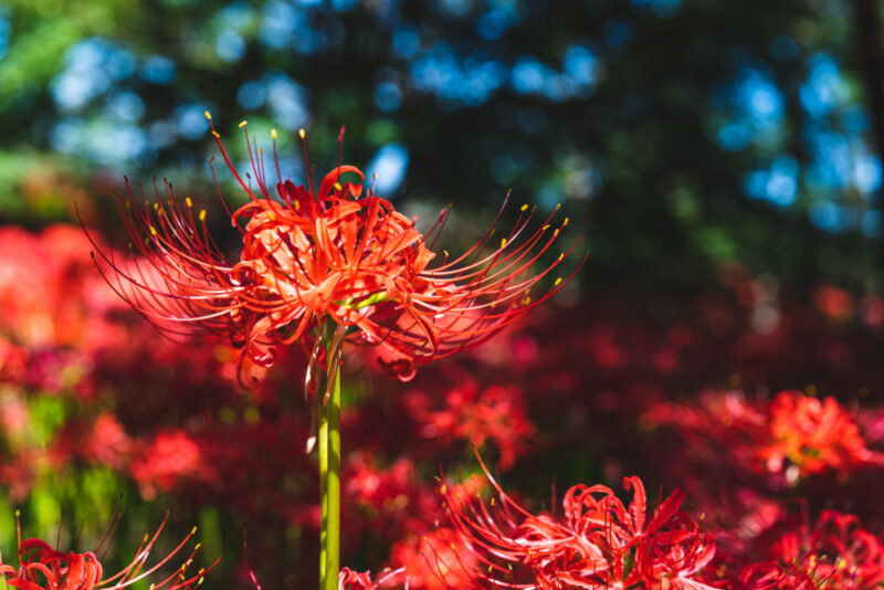 Best Spider Lily Spots in Japan - fromJapan