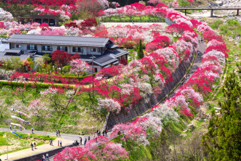 Best peach blossom spots to visit in Japan