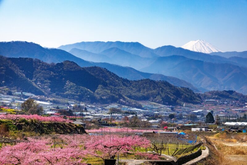 Best peach blossom spots to visit in Japan