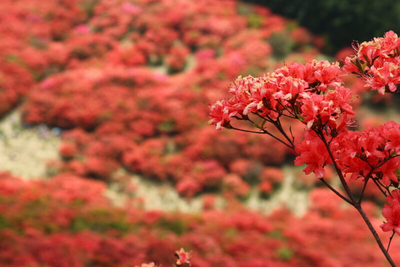 Best destinations in Japan for azaleas