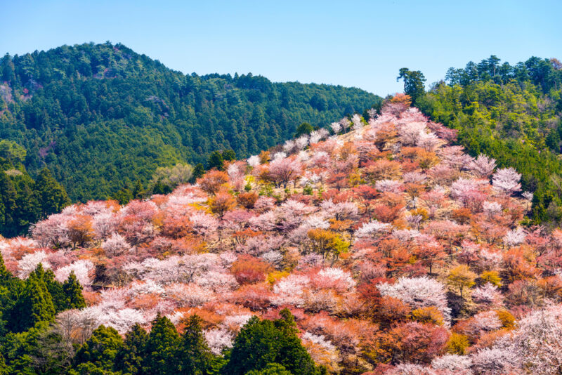 Mt. Yoshino 吉野山 ภูเขาโยชิโนะ