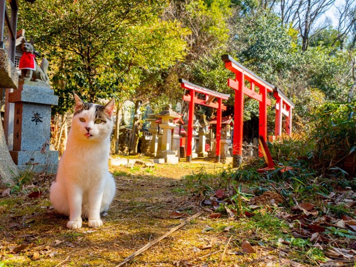 ประวัติศาสตร์แมวในญี่ปุ่น