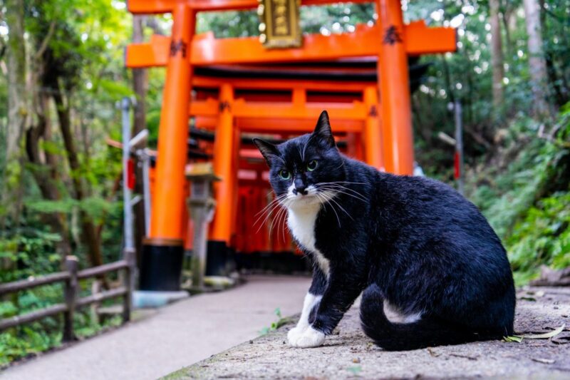 ประวัติศาสตร์แมวในญี่ปุ่น