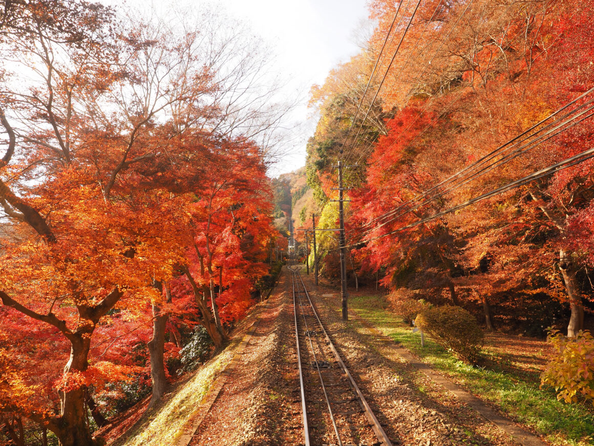 Fall Foliage Spots Tokyo