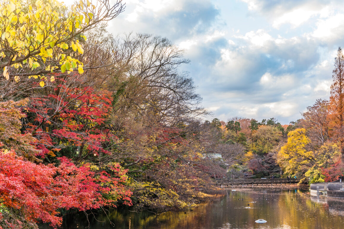 Fall Foliage Spots Tokyo