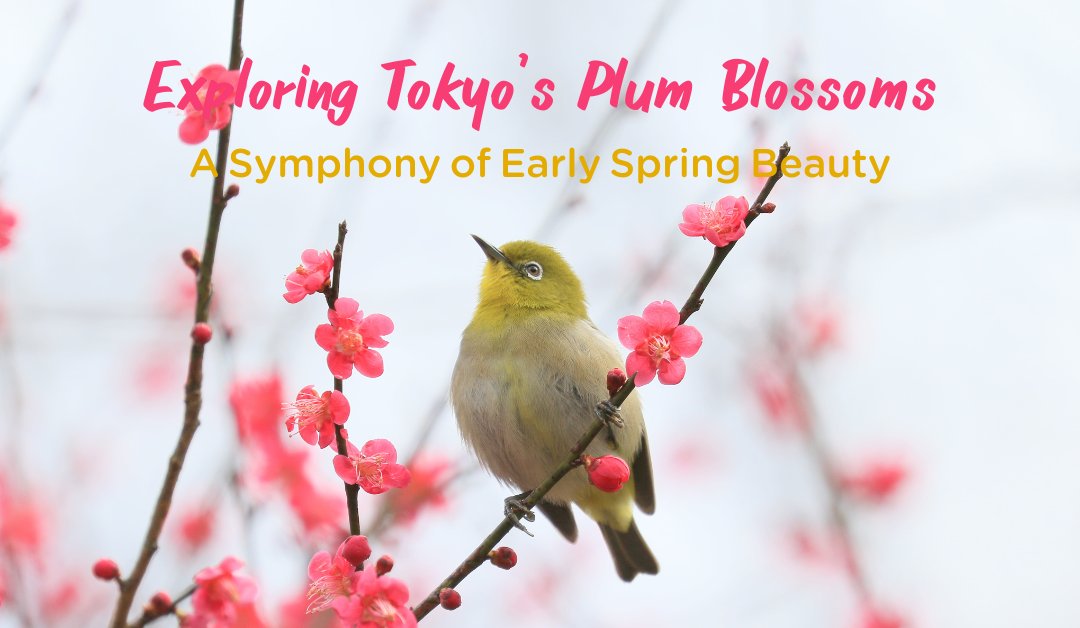 Exploring Tokyo's Plum Blossoms