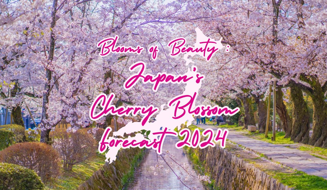 Blooms Of Beauty Japan S Cherry Blossom Forecast 2024 Unveiled   Japans Cherry Blossom Forecast 2024 Website Pic 