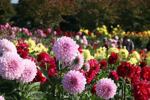 Nabana no Sato Shima City Tourist Farm