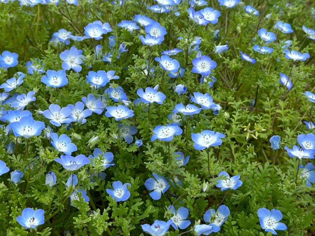 Nabana no Sato Shima City Tourist Farm